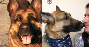 fallout 4 dogmeat